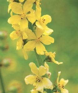 Aigremoine - Agrimony (Fleur de Bach n°1) BIO, 10 ml